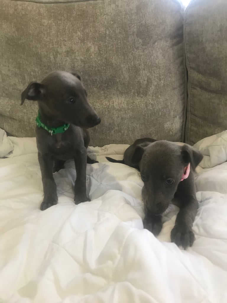 Whippet puppies 