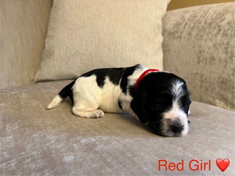 ✨ Show Cocker Spaniel Puppies For Sale ✨