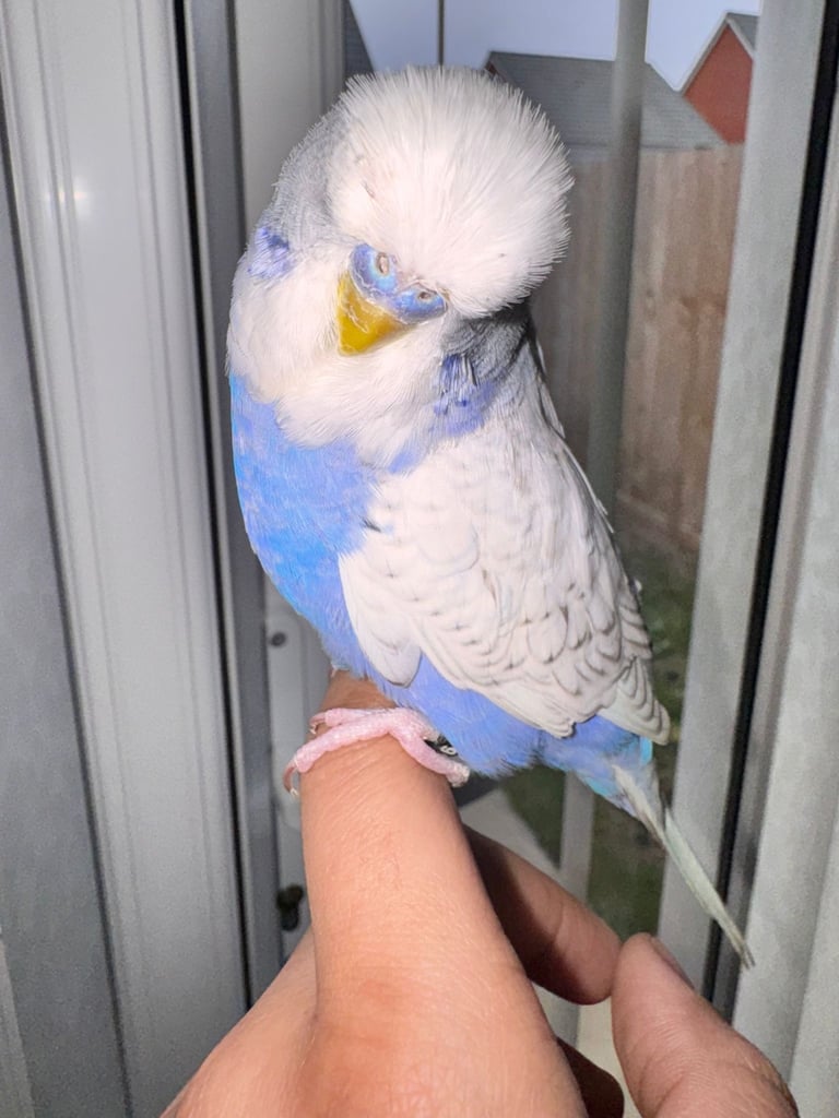 Budgie hand tame 