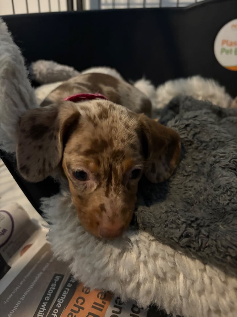 ONLY TWO LEFT ❤️❤️…….Beautiful litter of dachshund puppies 