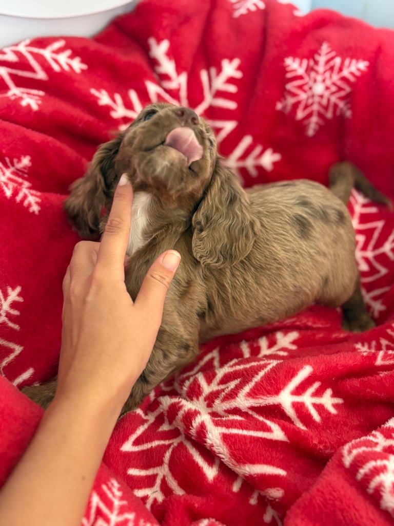 Beautiful Cocker Spaniel Puppys 😍