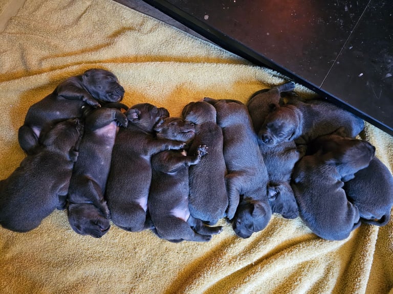 Blue Staffordshire Bull Terrier Puppiess