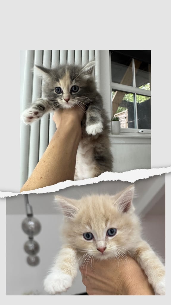 image for Rag doll x Siberian kittens for sale 