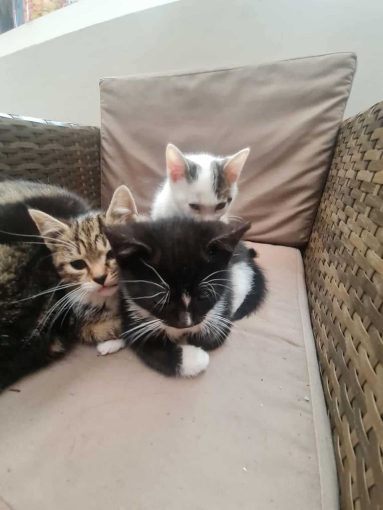 2 months old kittens