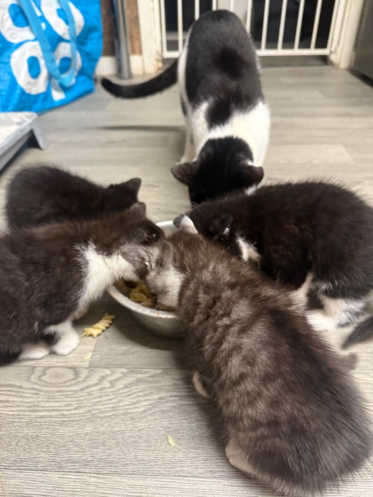 image for Kittens for sale 