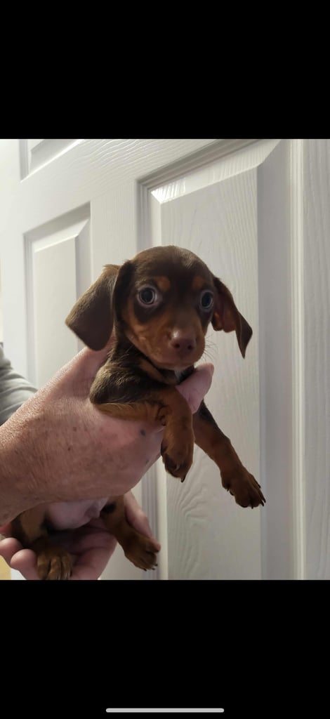 Miniature dachshund puppy 