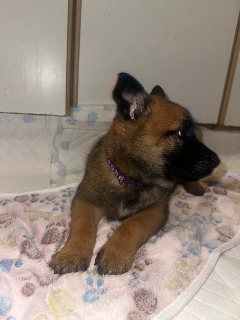 🚨 Exceptional Belgian Malinois Puppies! 🚨