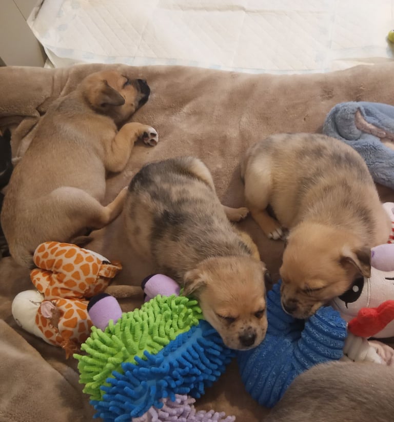 Pug X Collie (Pugollie) Puppies Looking For Their Forever Homes