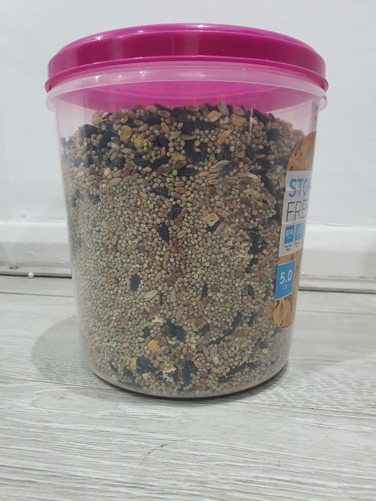 Female Cockatiel - Hand Tamed 