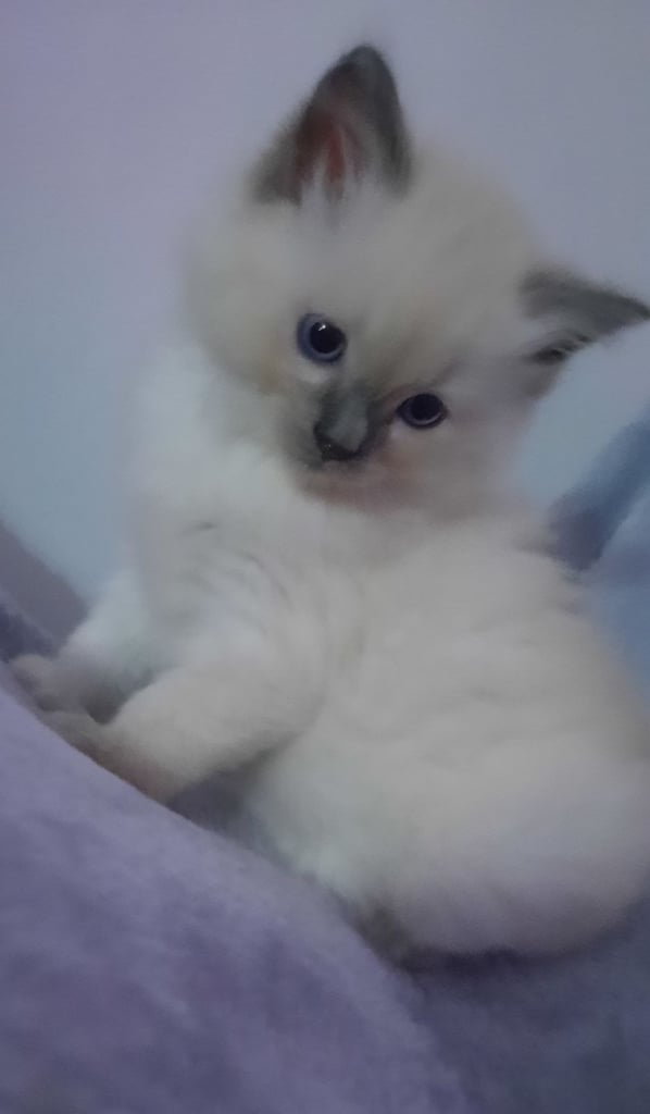 Ragdoll Kitten