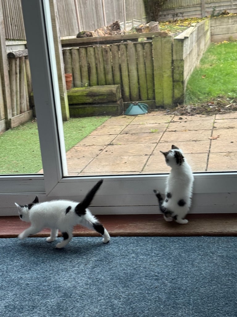 Two adorable 8-week-old European shorthair kittens – playful male duo! 🐱
