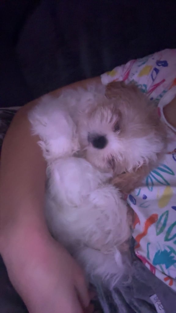 4 month old Shih Tzu