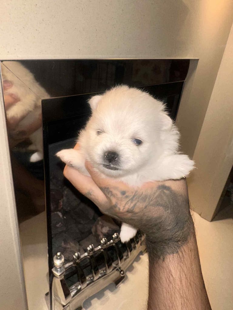 Champion blood line pomeranians 