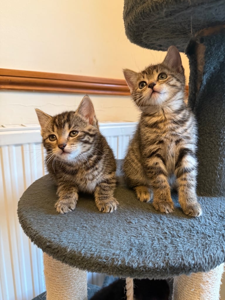 4 x kittens for sale 