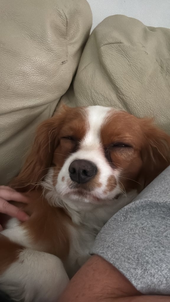 Cavalier King Charles 