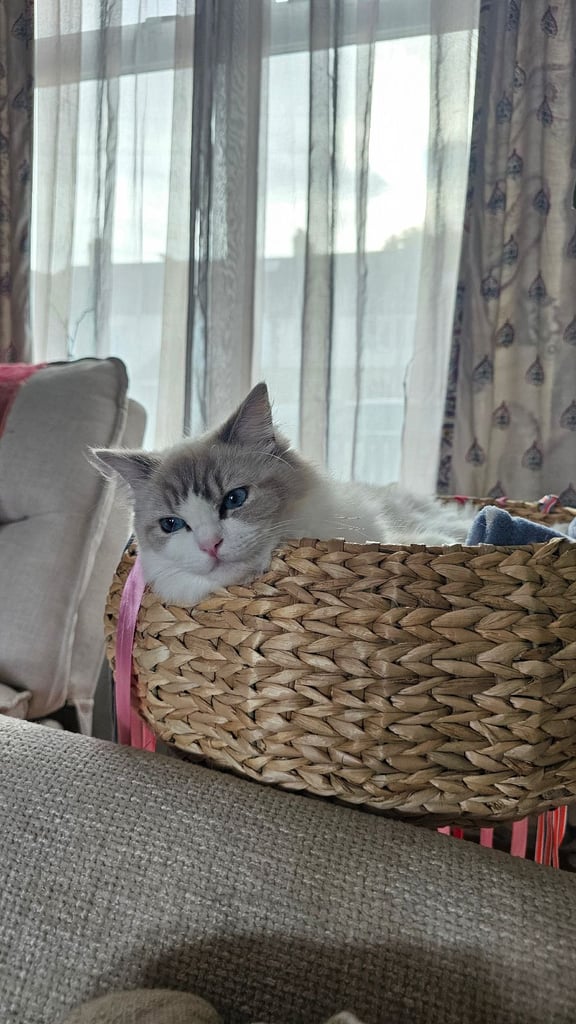 Ragdoll kitten 