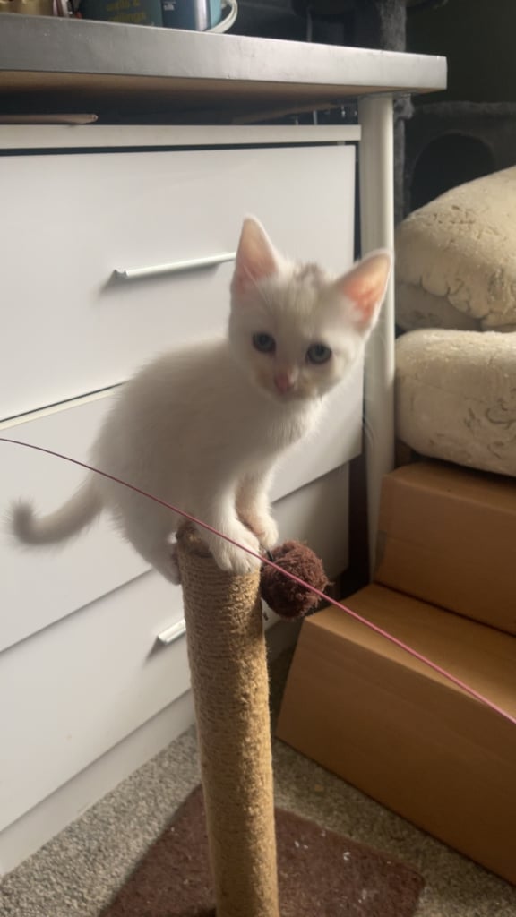 White, dilute calico kittens ready to go