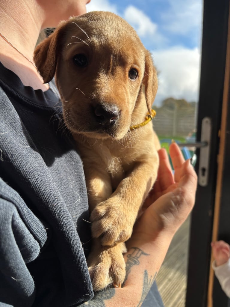 Beautiful Labrador puppies