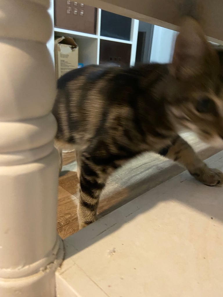 Gorgeous tabby kitten