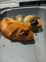 Two sister guinea pigs 