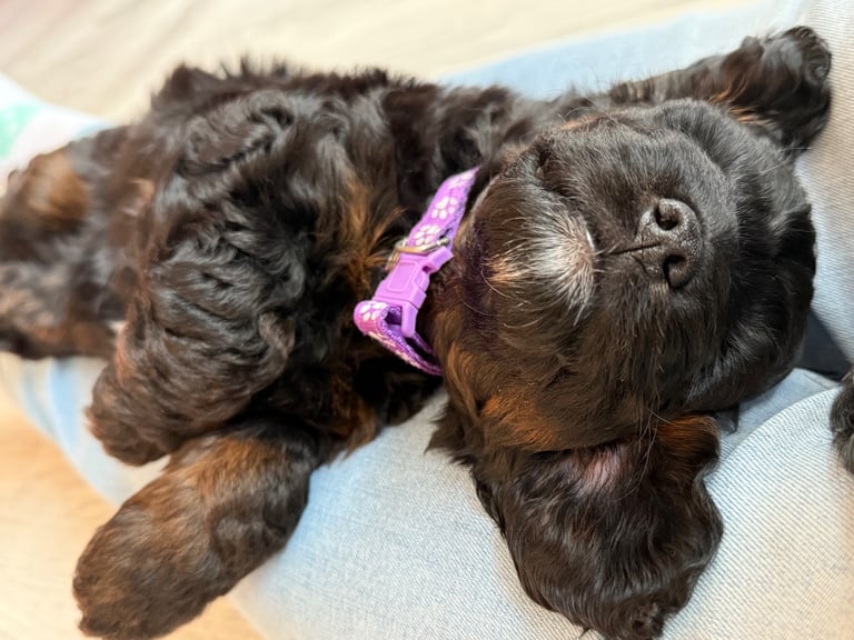 Cockapoo Girl Puppy F1 : 6weeks Old