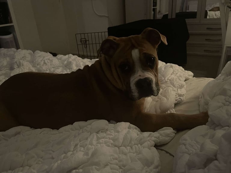 Alapaha Blue Blood Bulldog- Full pedigree