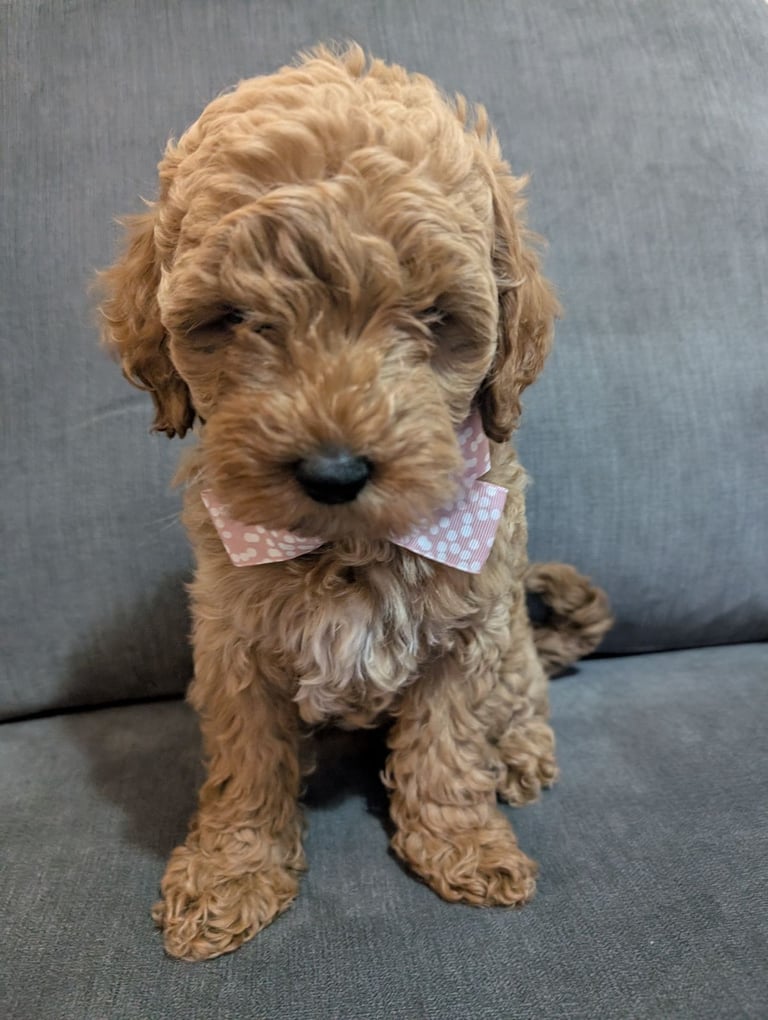 Female miniature Australian labradoodles 