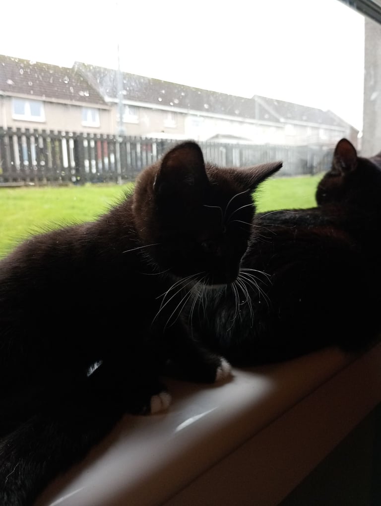 Kittens 