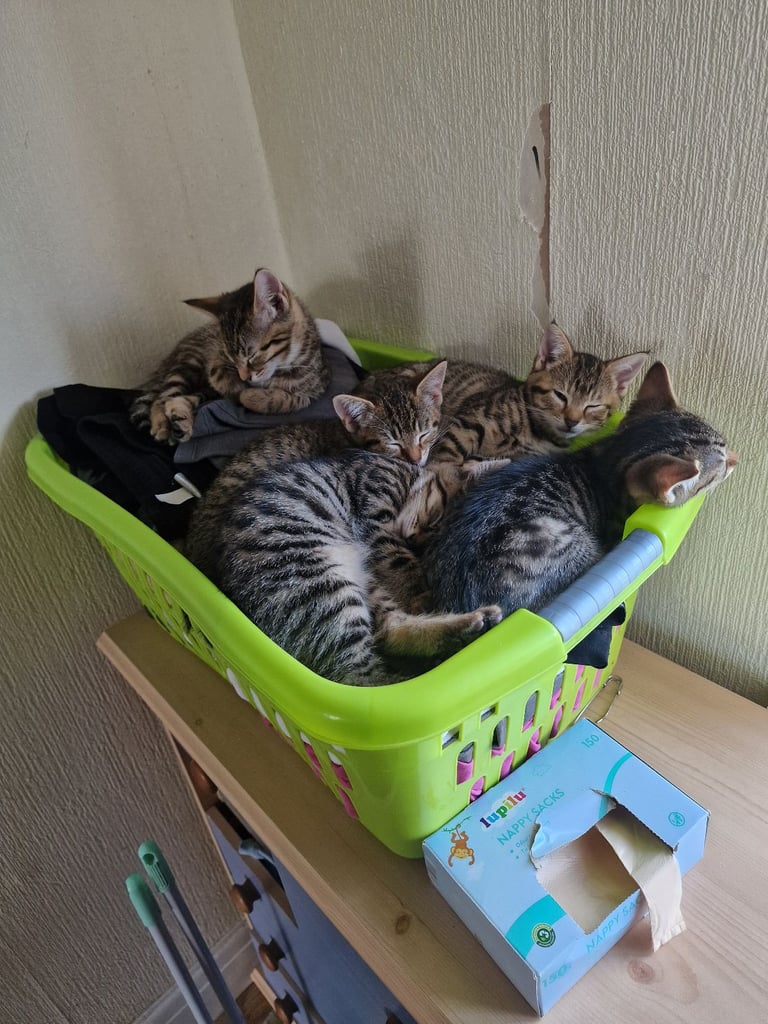 3 beautiful female kittens up for sale