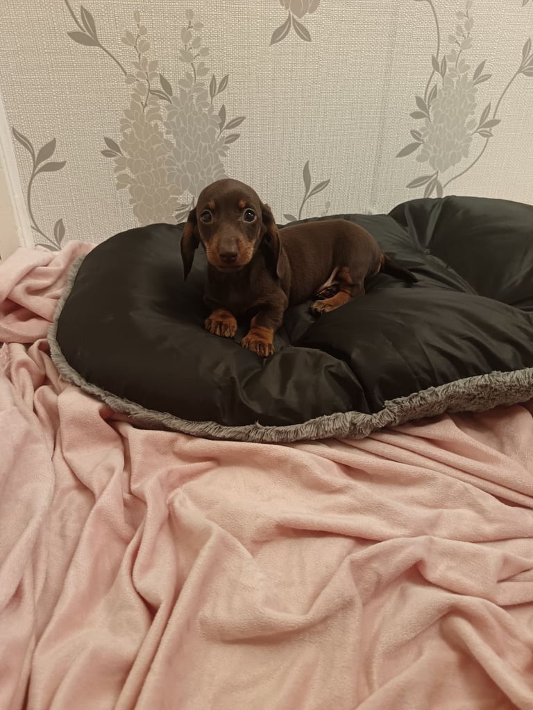 Chocolate and tan dachshund puppy 