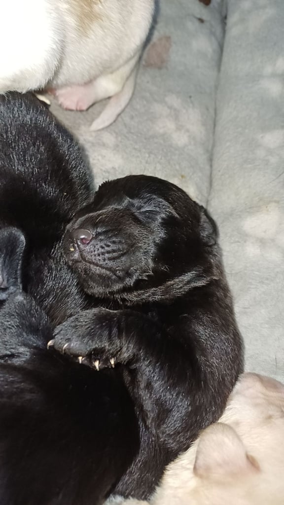 Lab x staffie pups 