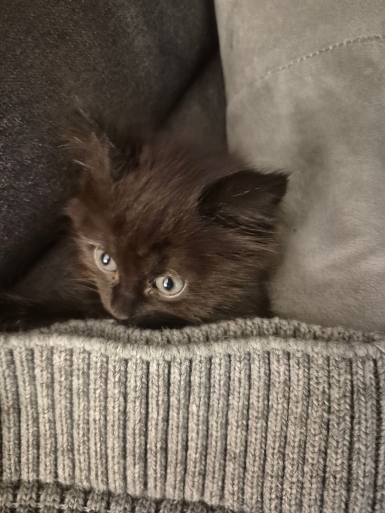 image for ragdoll kitten
