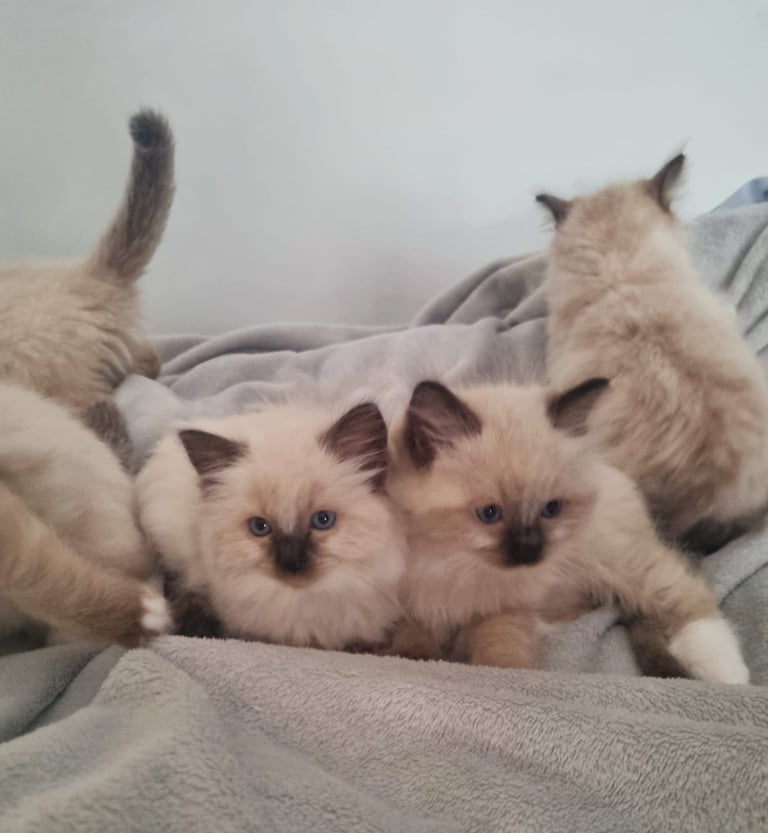 Beautiful Ragdoll kittens