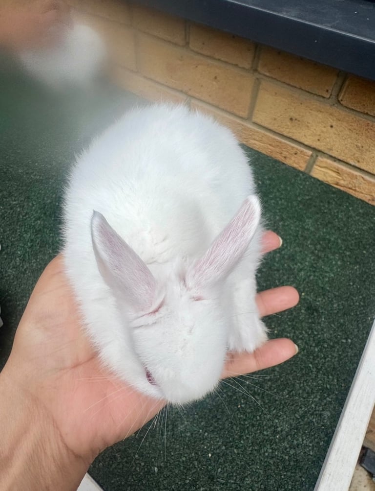 netherland dwarf bunnies