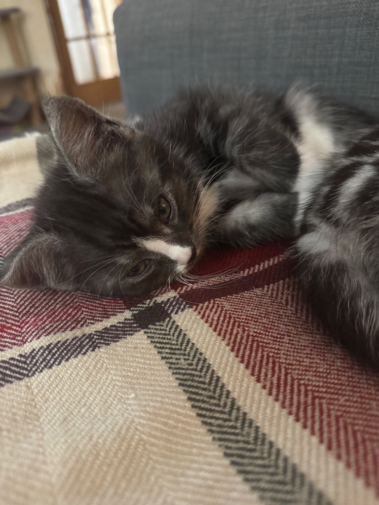 Maine Coon Mix Kittens - All Sold Now