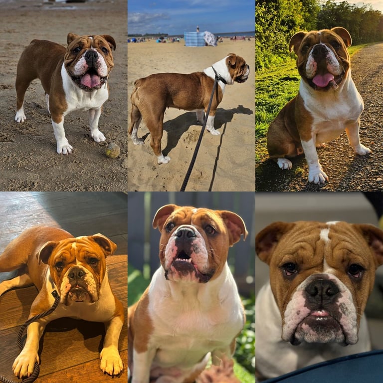 British Bulldog Staff cross (Old Tyme Bulldog)