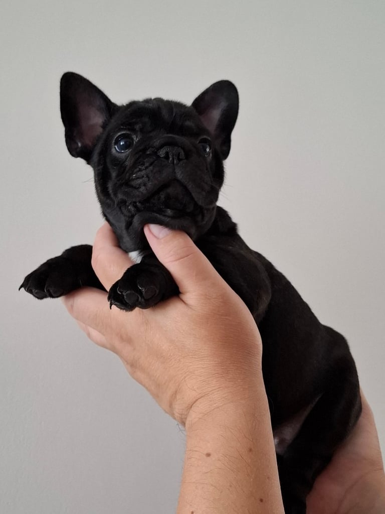 Two adorable French bulldog puppies looking for a new home! 🐶🐾