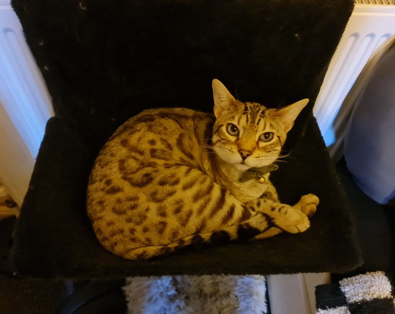 1y Male + Female Bengals to be homed together or separately