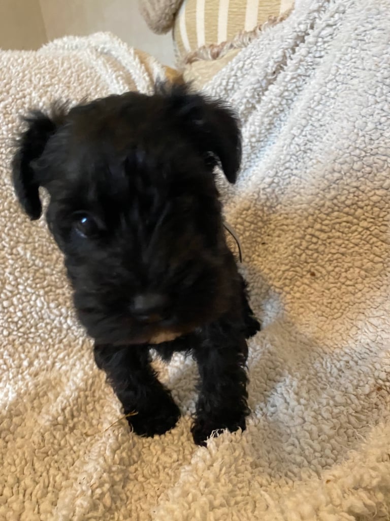 Puppy miniature schnauzers
