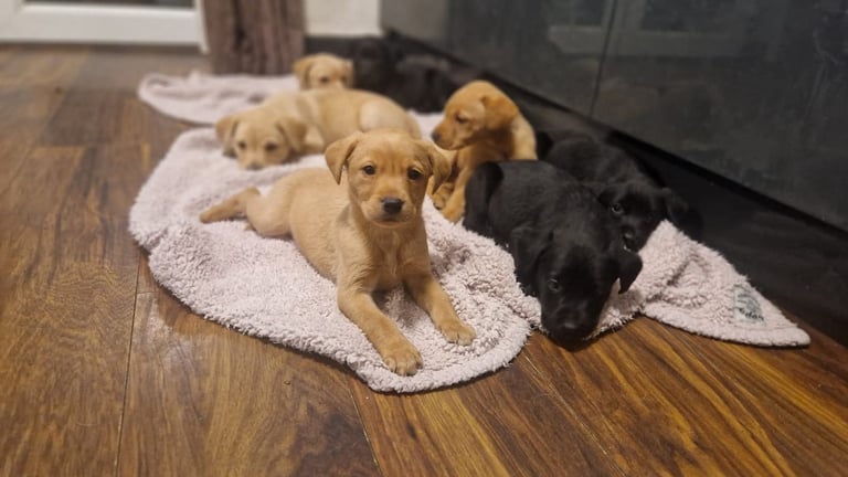 Kc registered Labrador puppies
