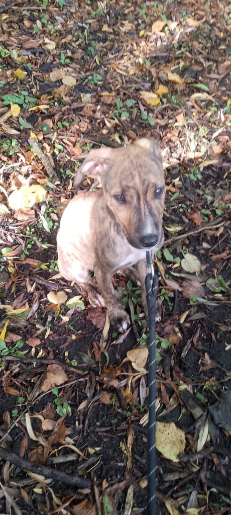 image for Bull lurcher puppy for sale 
