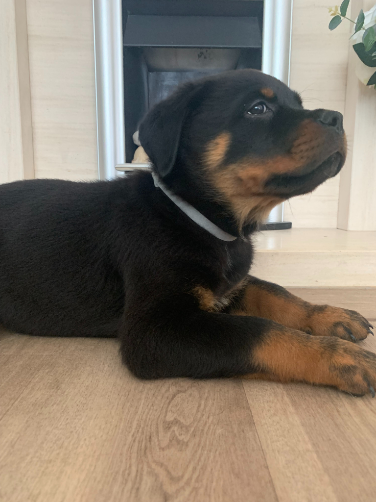 Lovely Chunky Rottweiler Puppies