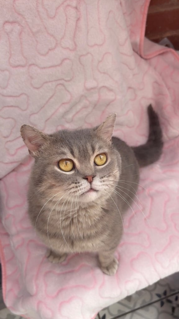 Cute and chunky male British shorthair kitten