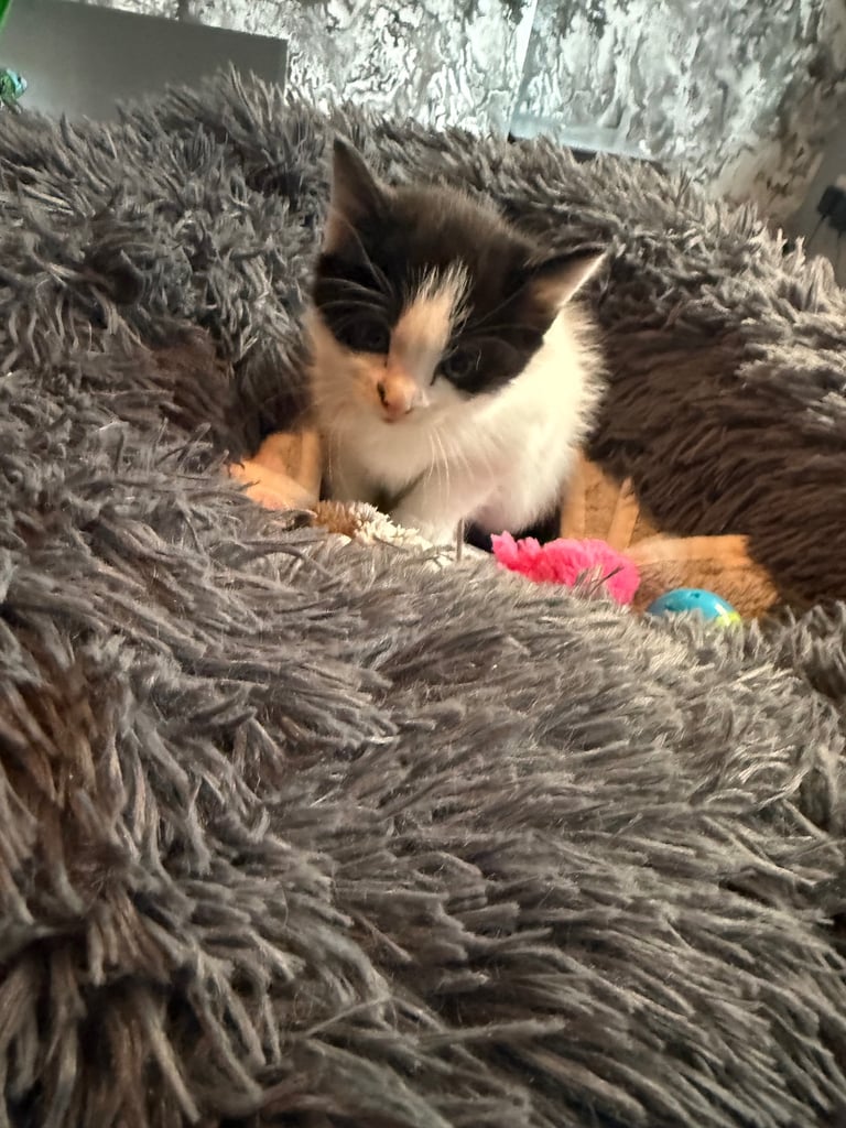 2 Female Black & White Kittens READY LEAVE IN 2 Weeks TIME