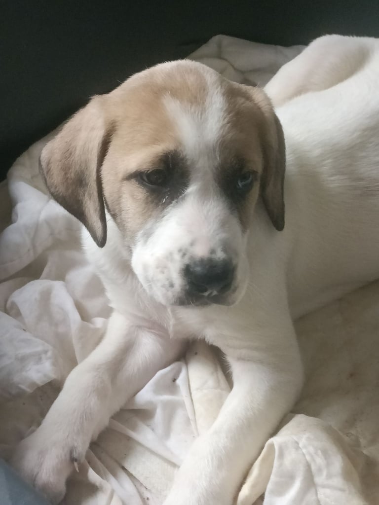 Mixed breed puppies for sale