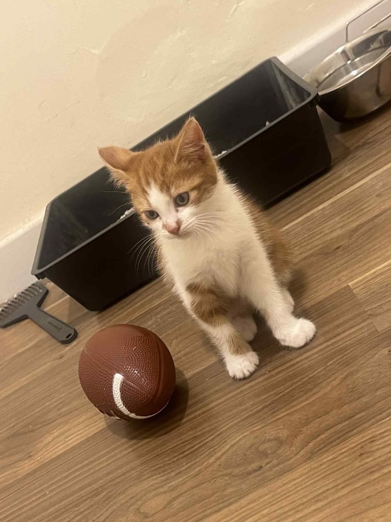 1 playful kitten for sale 