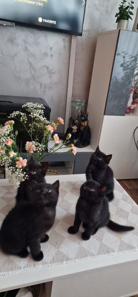Cute kittens 