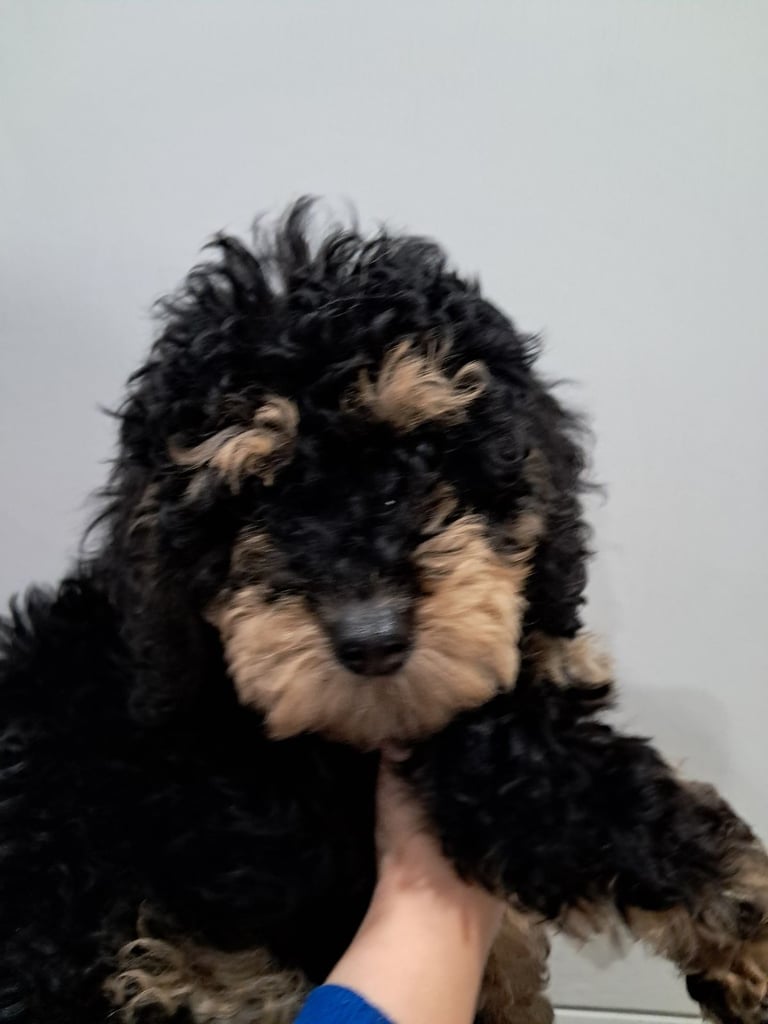 Ready now! Minature cockapoos 