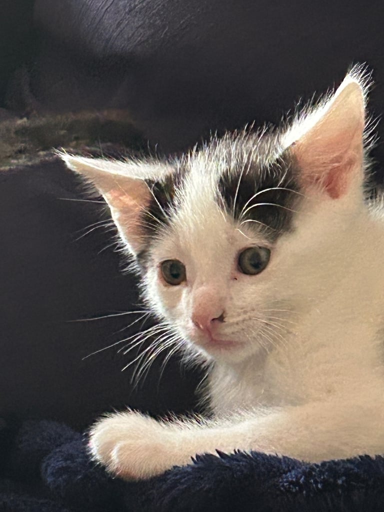 Kittens looking for a forever home