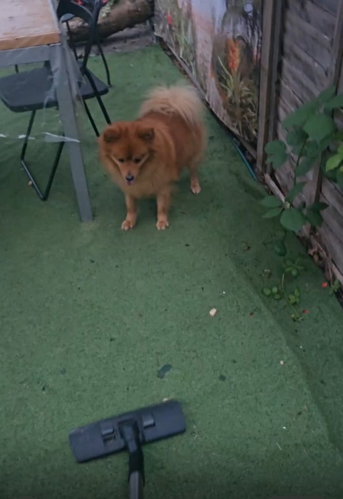 Pomeranian dog almost 3 years